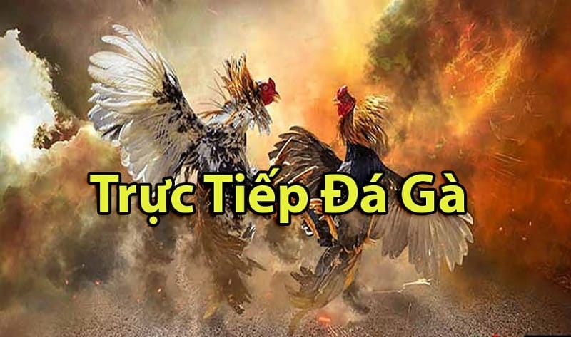 https://dasoisking.co.com/tim-hieu-ve-da-ga-thomo-campuchia/